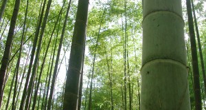 bamboo-forests